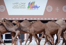 كم مدة مهرجان الملك عبد العزيز للإبل 2023